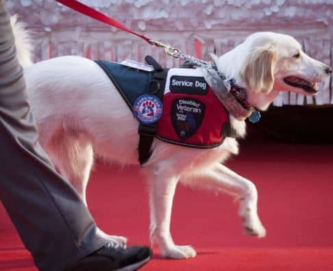 white dog wearing red black vest and embroidery text patch over with his handler on red carpet